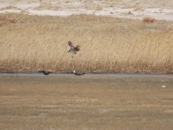 Osprey 蒲生干潟(仙台市) Thu, 4/4/2024