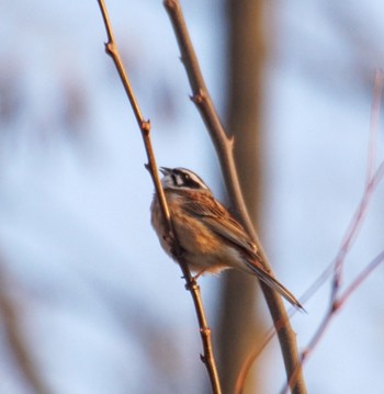 White-bearded Antshrike