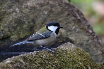 シジュウカラ 葛西臨海公園 2018年12月22日(土)