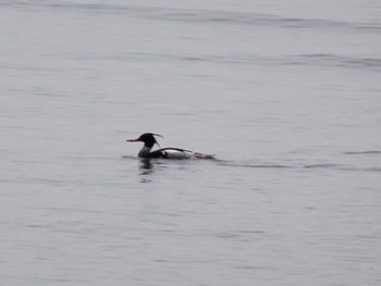 ウミアイサ ふなばし三番瀬海浜公園 2024年4月7日(日)