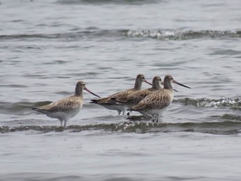 Bar-tailed Godwit Sambanze Tideland Sun, 4/7/2024