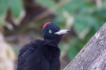 Black Woodpecker Makomanai Park Sun, 4/7/2024