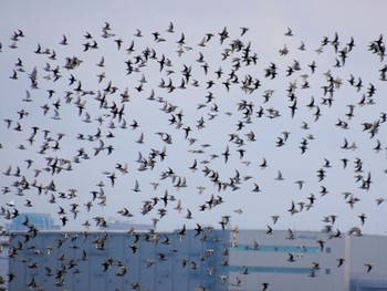 ハマシギ ふなばし三番瀬海浜公園 2024年4月7日(日)