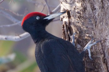 Black Woodpecker Makomanai Park Sun, 4/7/2024