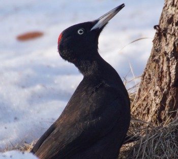 Black Woodpecker Makomanai Park Sun, 4/7/2024