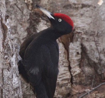 Black Woodpecker Makomanai Park Sun, 4/7/2024