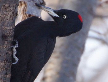 Black Woodpecker Makomanai Park Sun, 4/7/2024