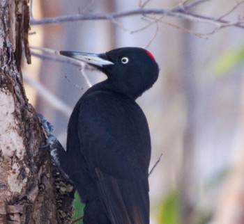 Black Woodpecker Makomanai Park Sun, 4/7/2024