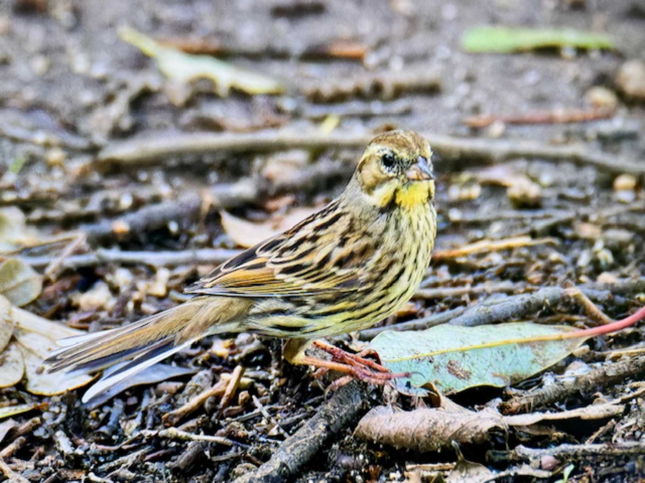 Masked Bunting