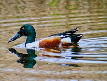 ハシビロガモ 葛西臨海公園 2024年4月8日(月)