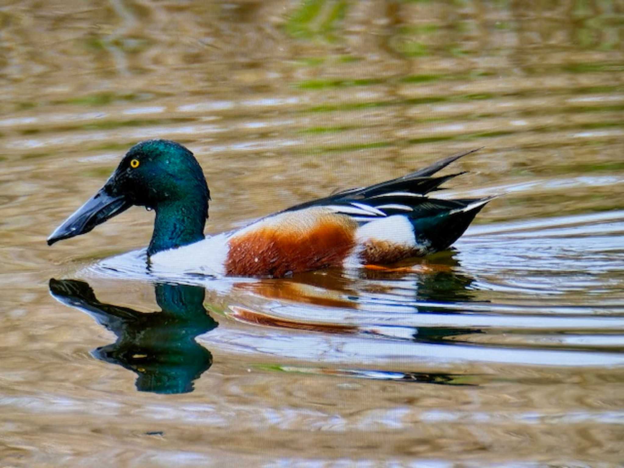 Photo of Northern Shoveler at Kasai Rinkai Park by ゆるゆるとりみんgoo