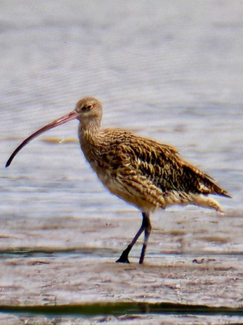 2024年4月8日(月) 葛西臨海公園の野鳥観察記録