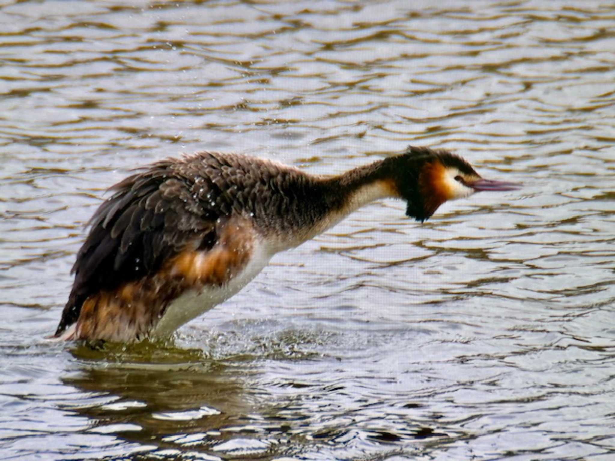 Great Crested Grebe