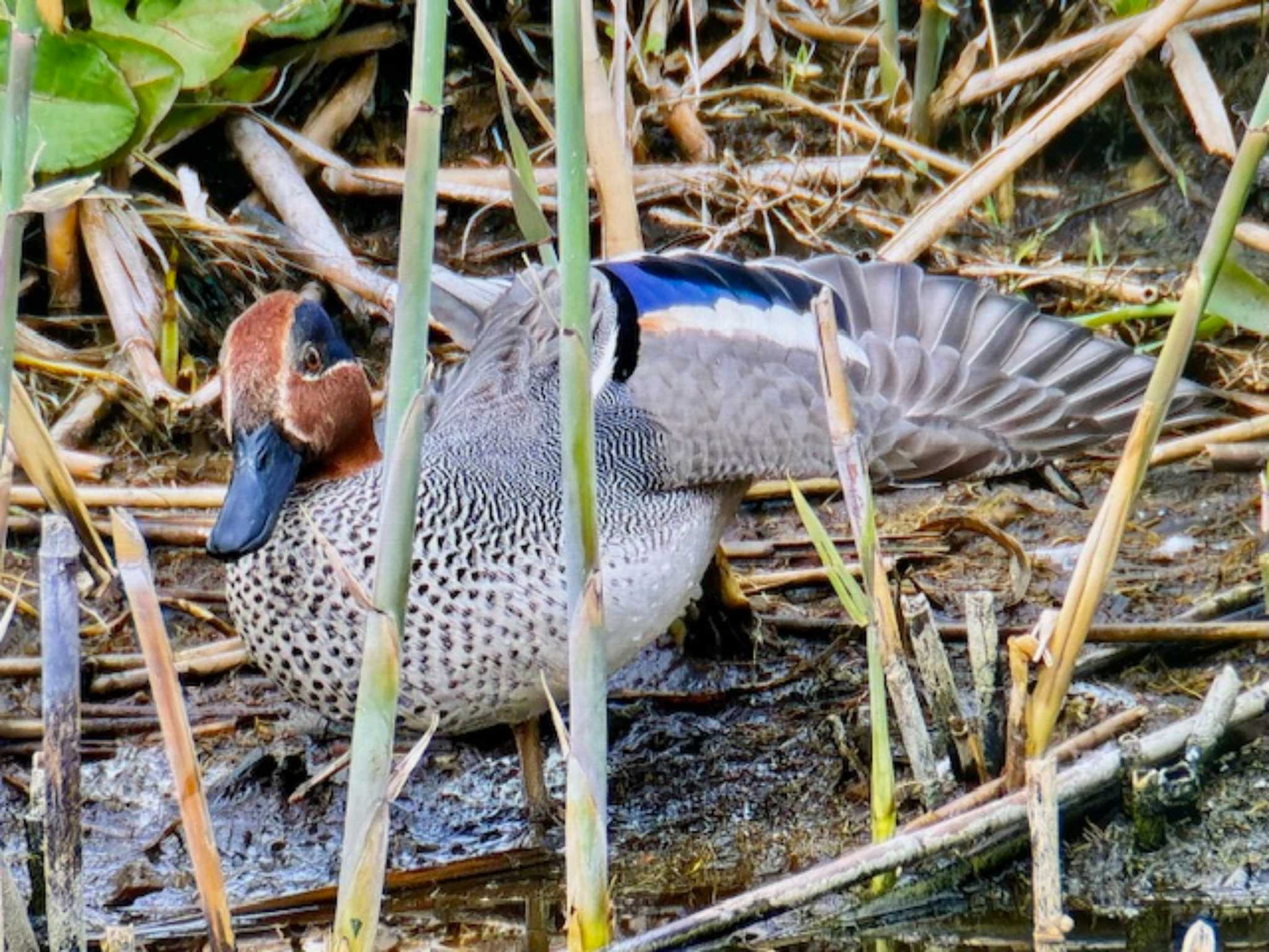 Photo of Eurasian Teal at Kasai Rinkai Park by ゆるゆるとりみんgoo