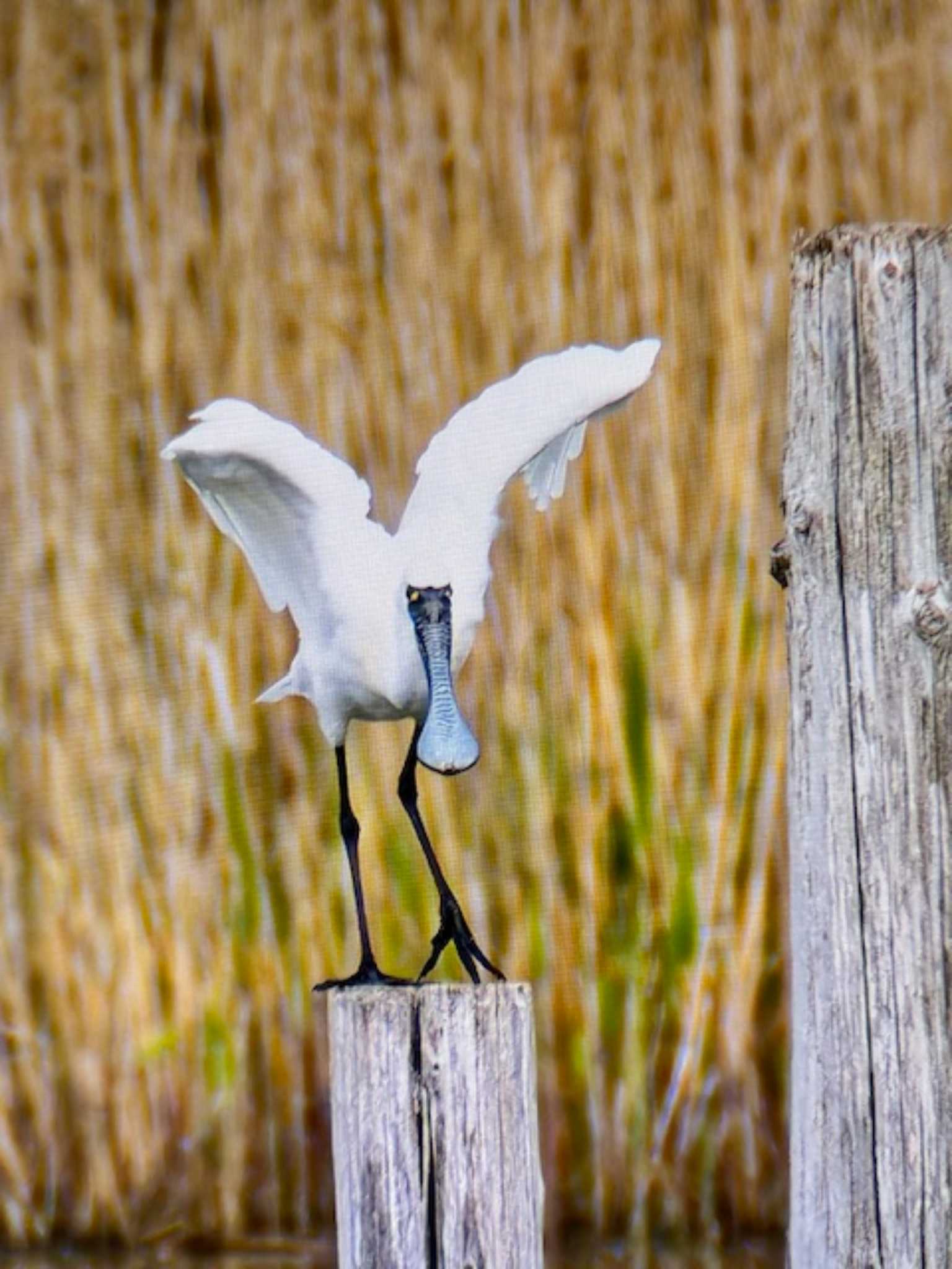 Photo of Black-faced Spoonbill at Kasai Rinkai Park by ゆるゆるとりみんgoo