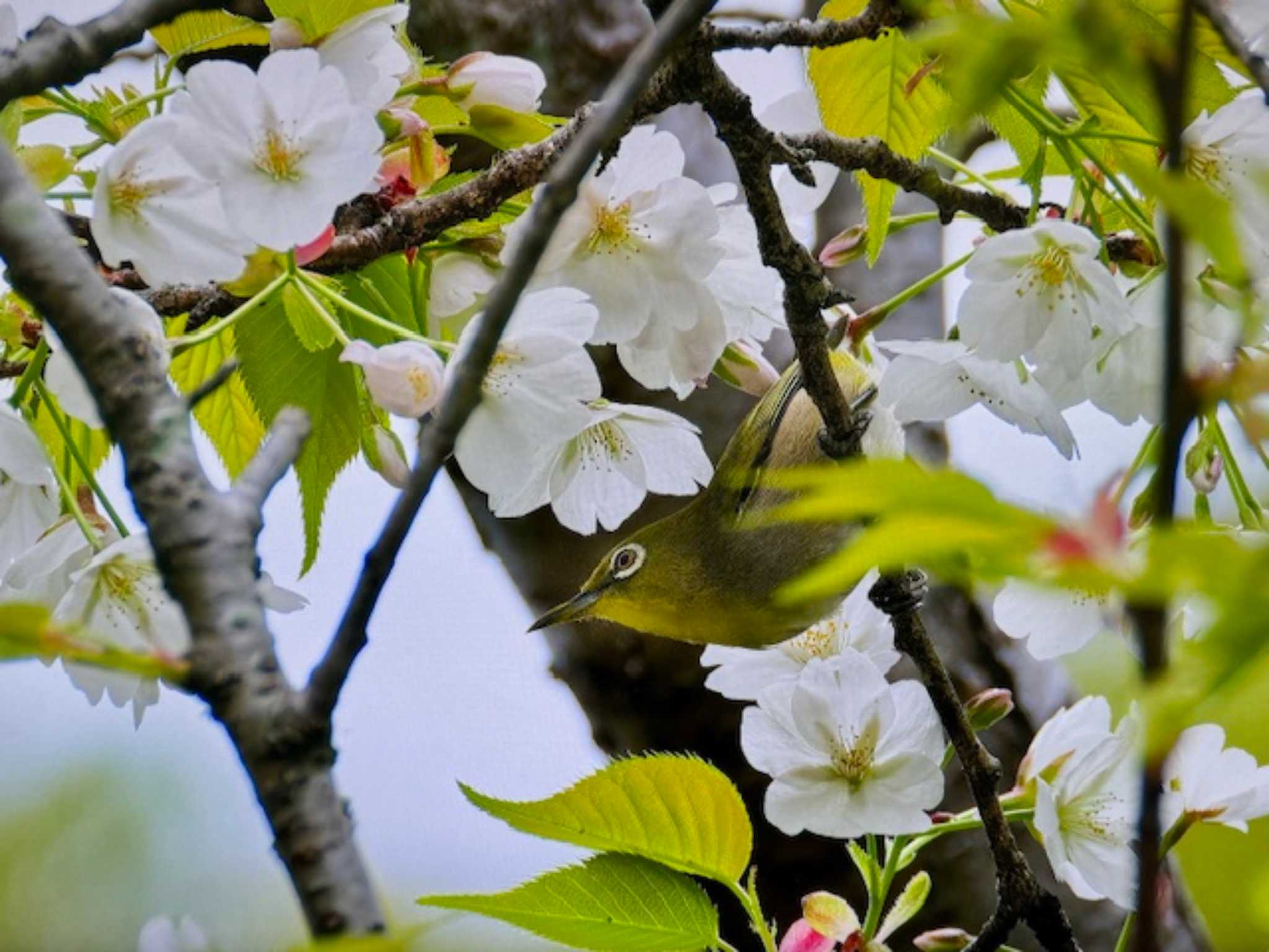 Warbling White-eye