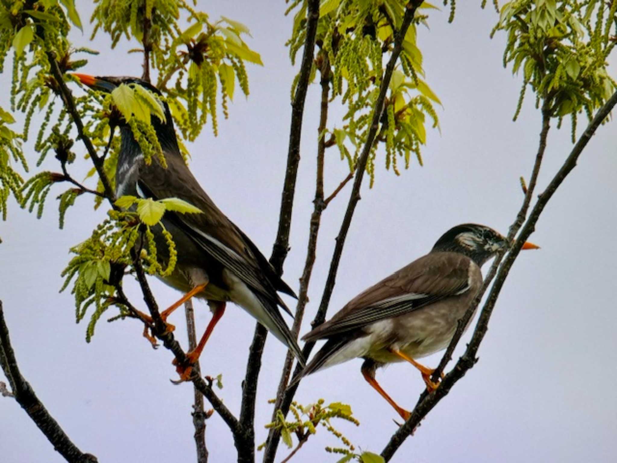 White-cheeked Starling