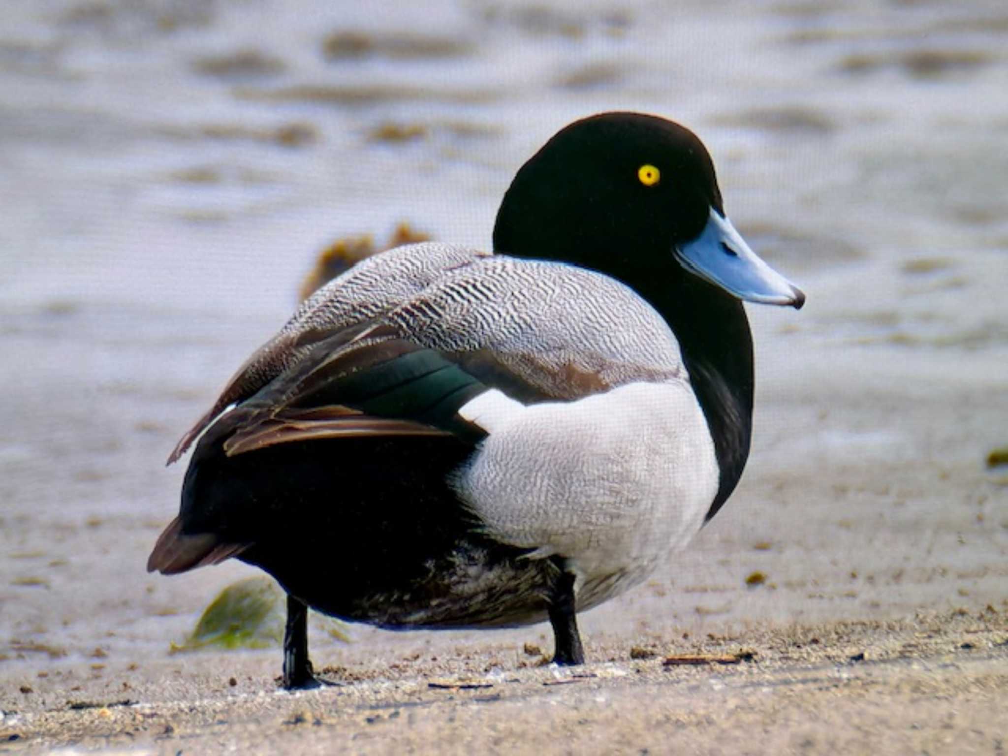 Photo of Greater Scaup at Kasai Rinkai Park by ゆるゆるとりみんgoo