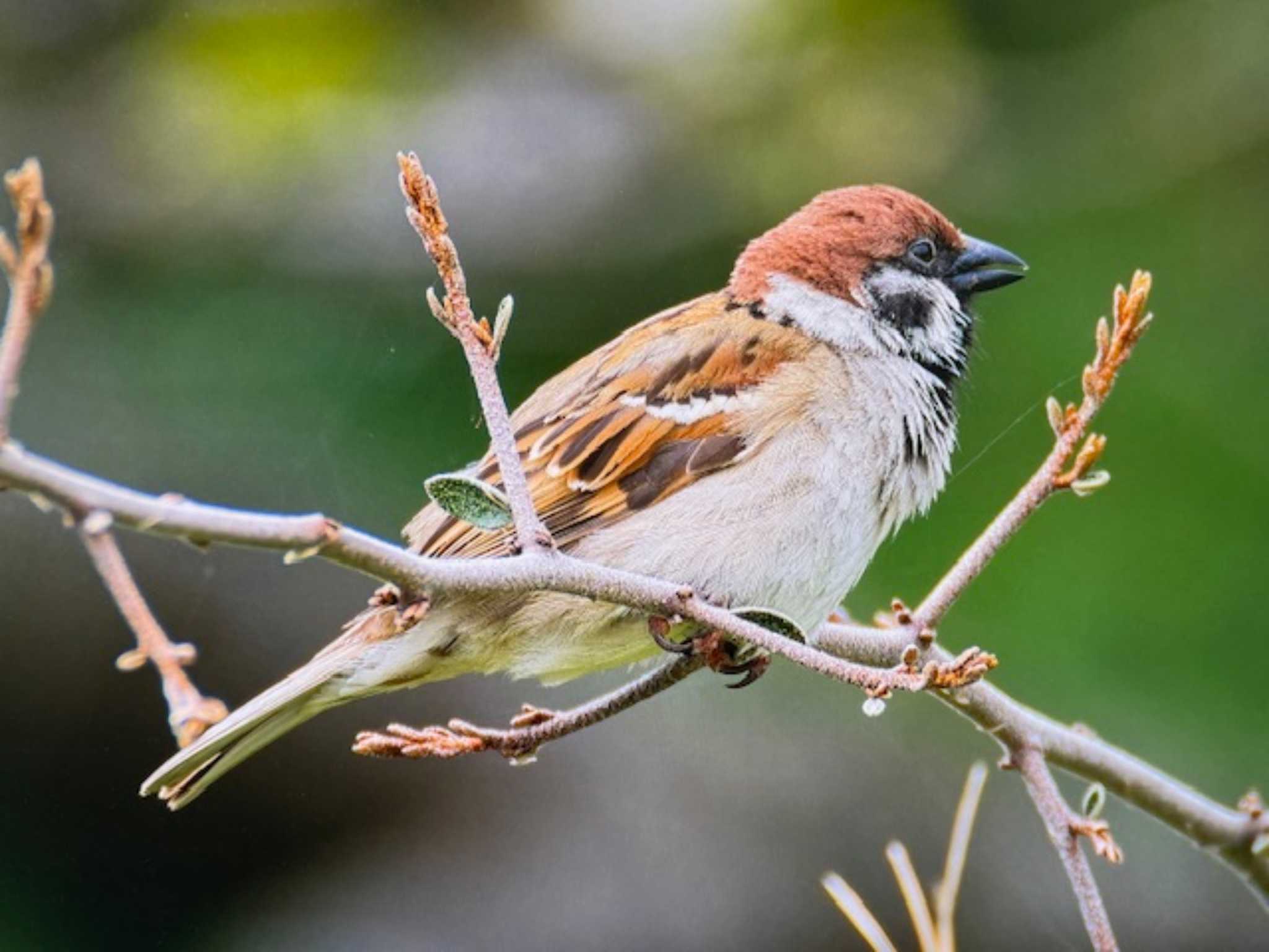 Eurasian Tree Sparrow