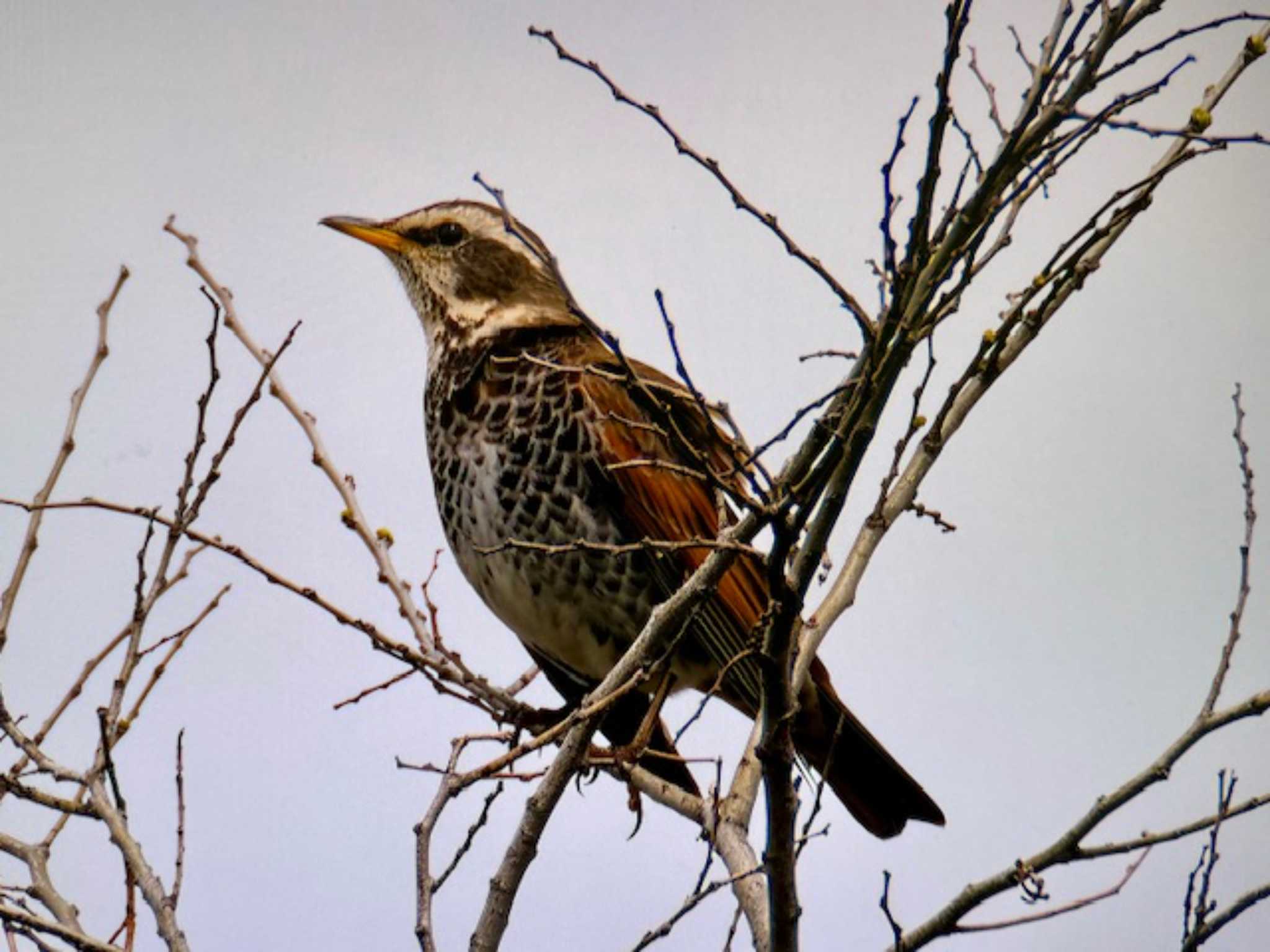 Dusky Thrush