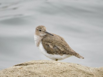 イソシギ 東京港野鳥公園 2024年4月6日(土)