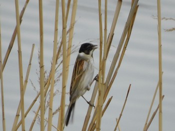 Common Reed Bunting Tokyo Port Wild Bird Park Sat, 4/6/2024