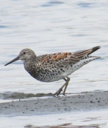 Great Knot Sambanze Tideland Mon, 4/8/2024