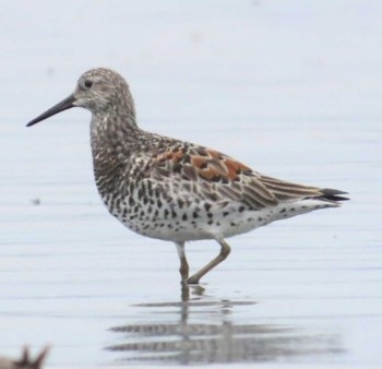 Great Knot Sambanze Tideland Mon, 4/8/2024