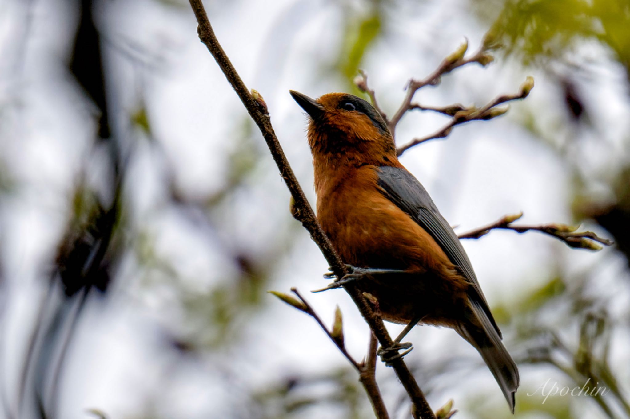 Photo of Varied Tit at Mizumoto Park by アポちん