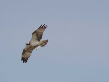 Osprey 蒲生干潟(仙台市) Thu, 4/4/2024