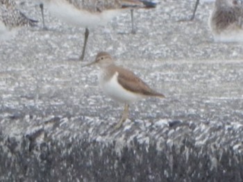 Common Sandpiper Sambanze Tideland Sat, 4/6/2024