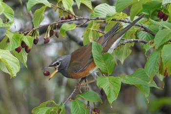 Eyebrowed Thrush Amami Nature Observation Forest Sat, 3/23/2024