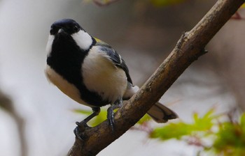 シジュウカラ 大泉緑地 2024年4月8日(月)