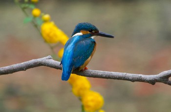 2024年4月8日(月) 大泉緑地の野鳥観察記録