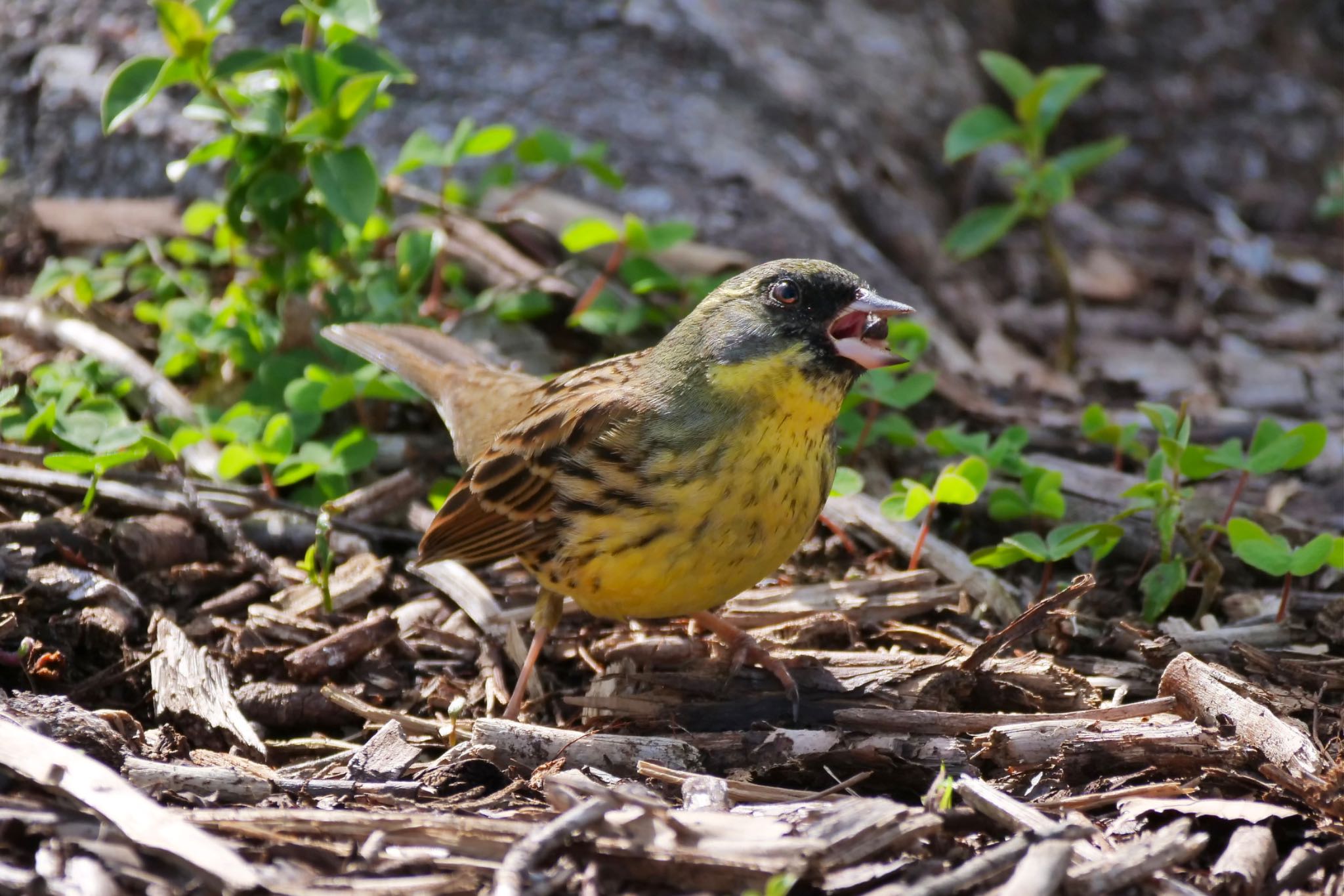 Photo of Masked Bunting at 二ツ池公園(大府市) by sana