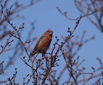 Red Crossbill Hakodateyama Sun, 4/7/2024