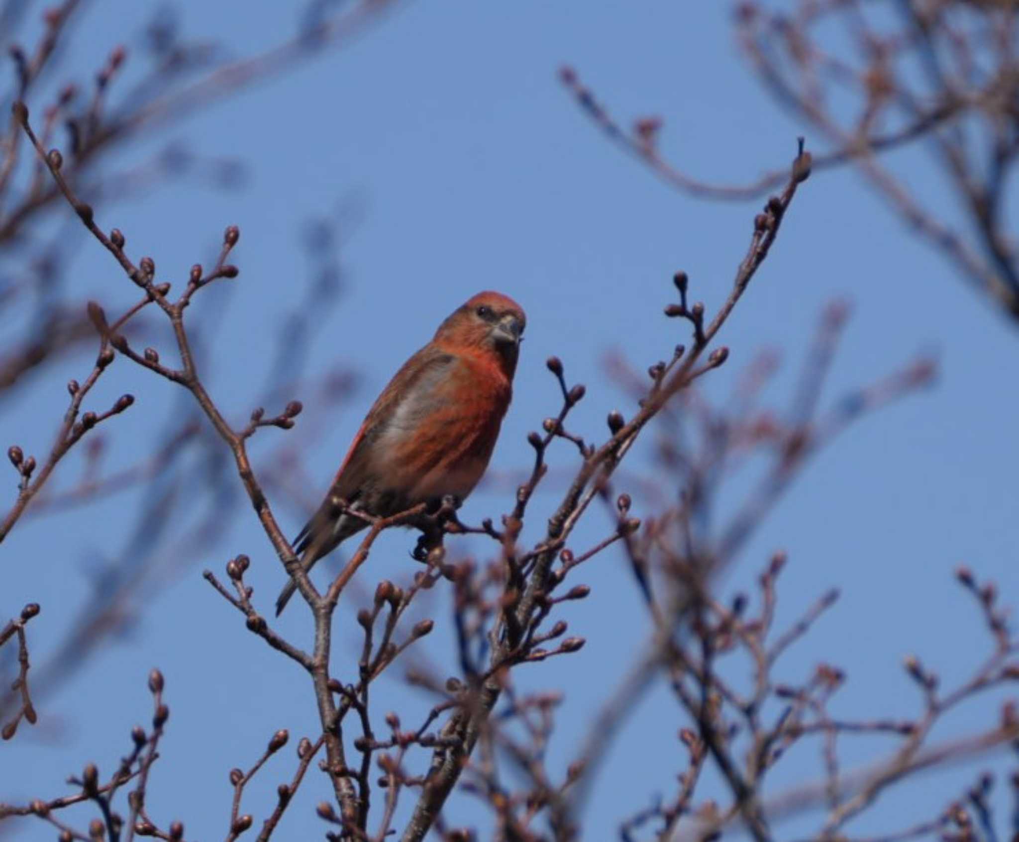 Photo of Red Crossbill at Hakodateyama by hiro1234