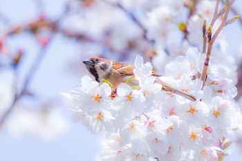 スズメ 横浜市 2024年4月7日(日)