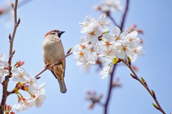 Eurasian Tree Sparrow 横浜市 Sun, 4/7/2024