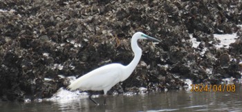 ダイサギ 葛西臨海公園 2024年4月8日(月)