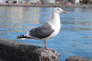 Vega Gull 清水港(静岡県) Sat, 3/2/2024