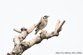 White-cheeked Starling 浮島ヶ原自然公園 Sat, 4/6/2024