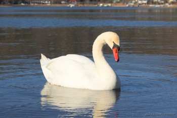 Mute Swan Yamanakako Lake Sat, 12/9/2023