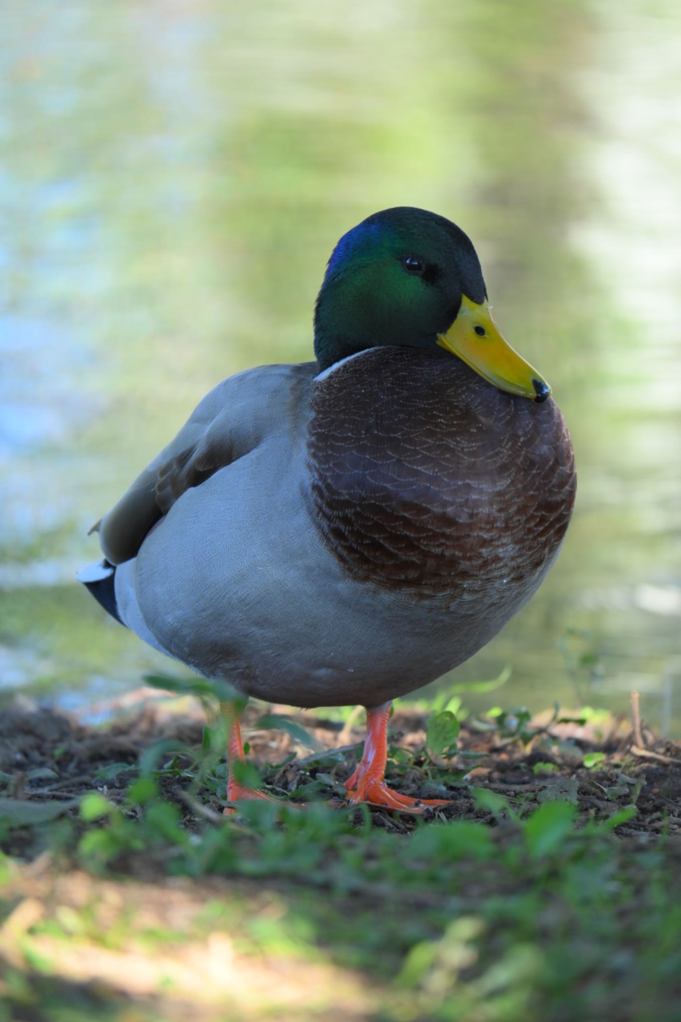 中郷温水池公園(三島市) マガモの写真 by 岡津八法斎