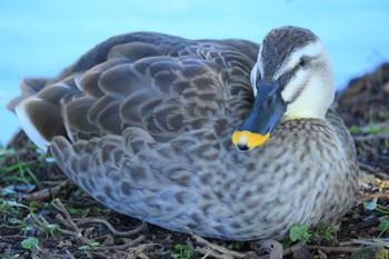 カルガモ 中郷温水池公園(三島市) 2023年11月19日(日)