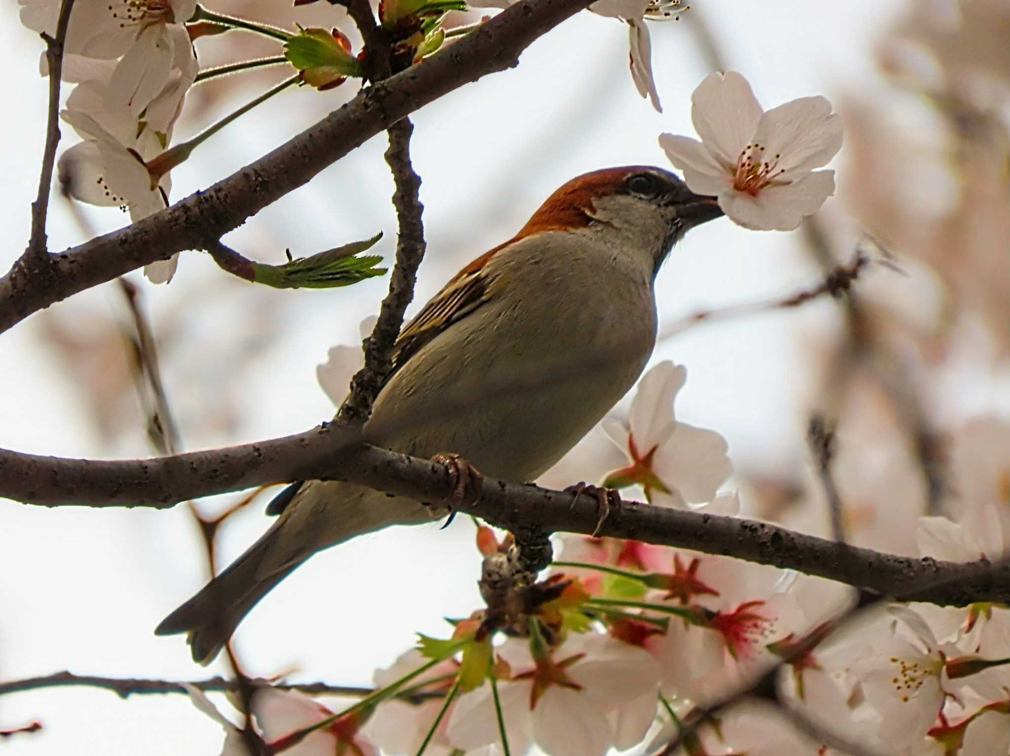 Photo of Russet Sparrow at 奈良 by あなちゃん