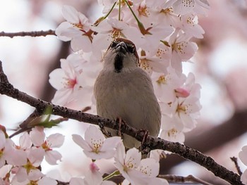 Russet Sparrow 奈良 Sun, 4/7/2024