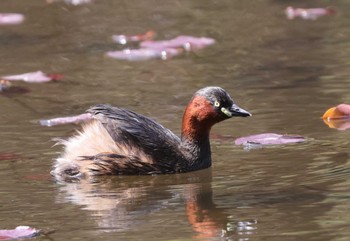 Little Grebe 東京都 Tue, 4/2/2024