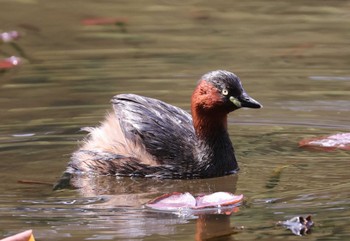 Little Grebe 東京都 Tue, 4/2/2024