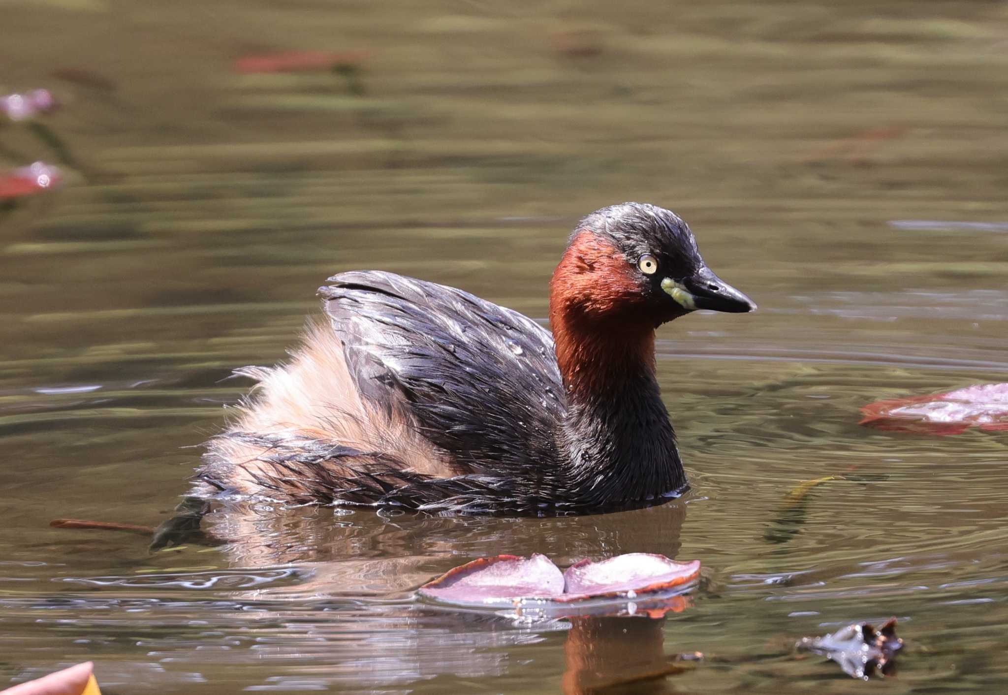 Photo of Little Grebe at 東京都 by taiga